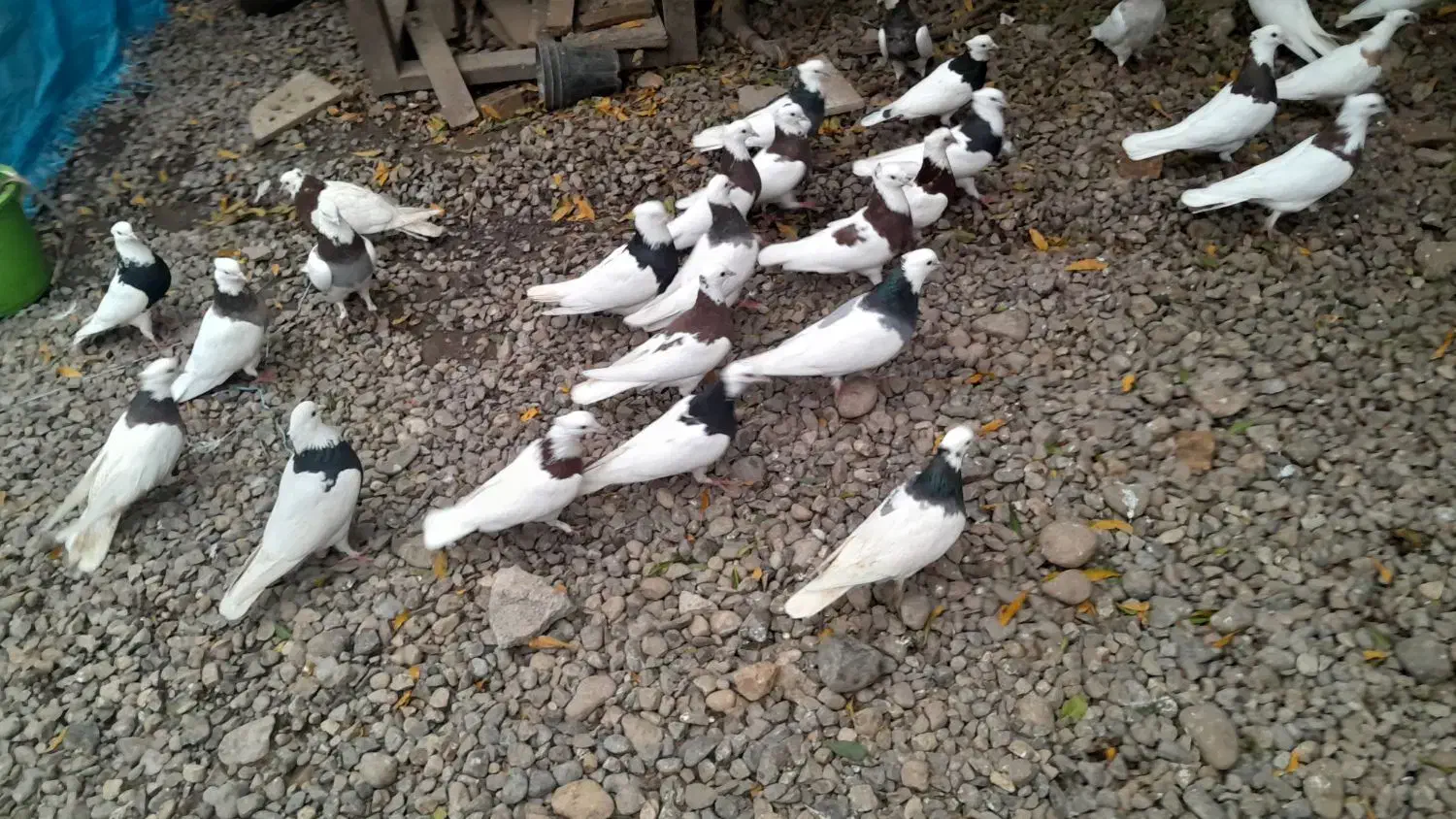 کبوتر طوقی|پرنده|علیآباد کتول, |دیوار