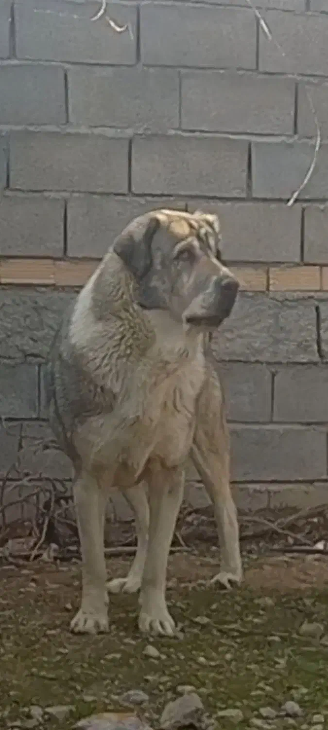 سگ پژدربه یابنده مژدگانی خوبی داده میشود|سگ|کرمانشاه, |دیوار