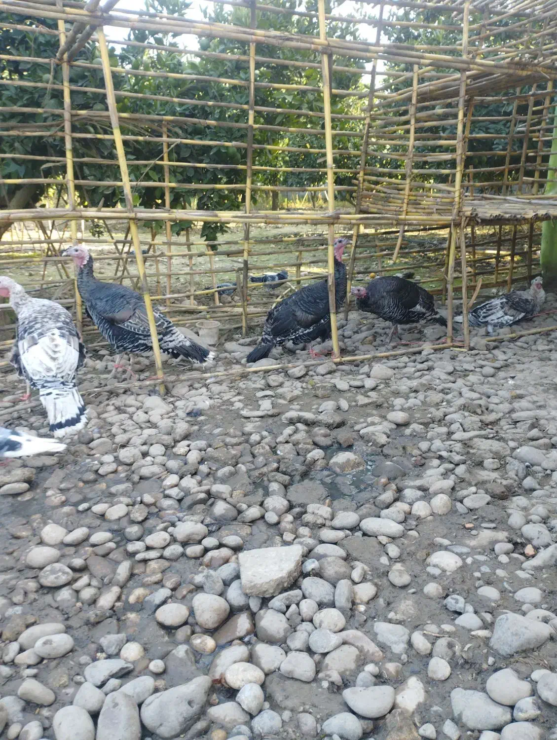 بوقلمون ماده کرچ شو|حیوانات مزرعه|جویبار, |دیوار