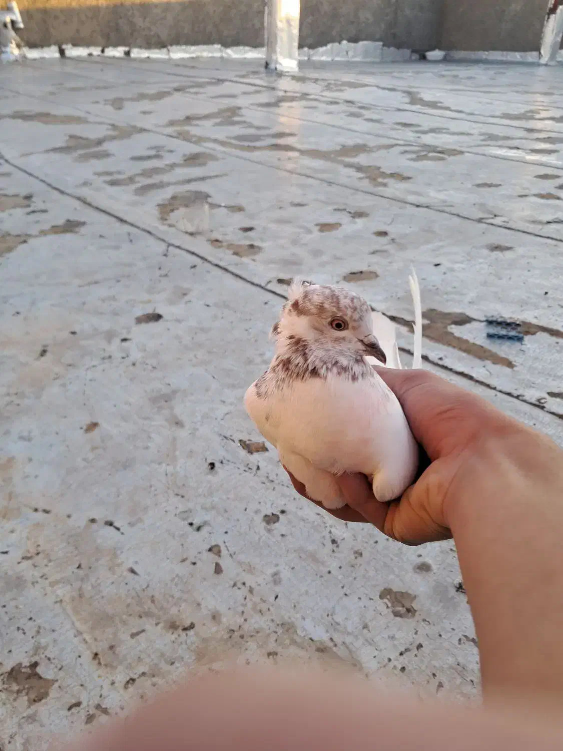 کفتر گمشده|پرنده|دهلران, |دیوار