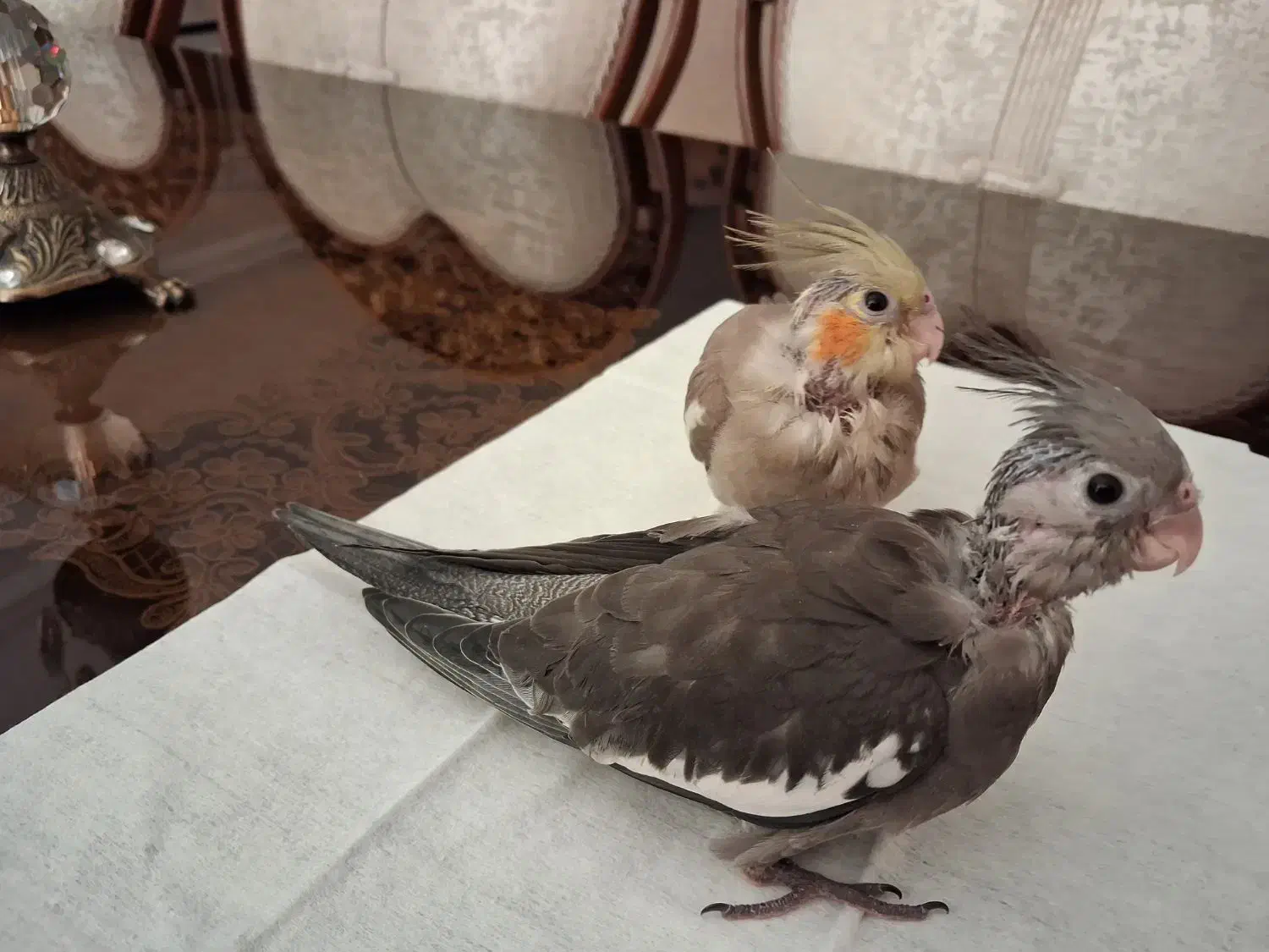 جوجه عروس هلندی ۳۵ روزه|پرنده|فردیس, منظریه|دیوار