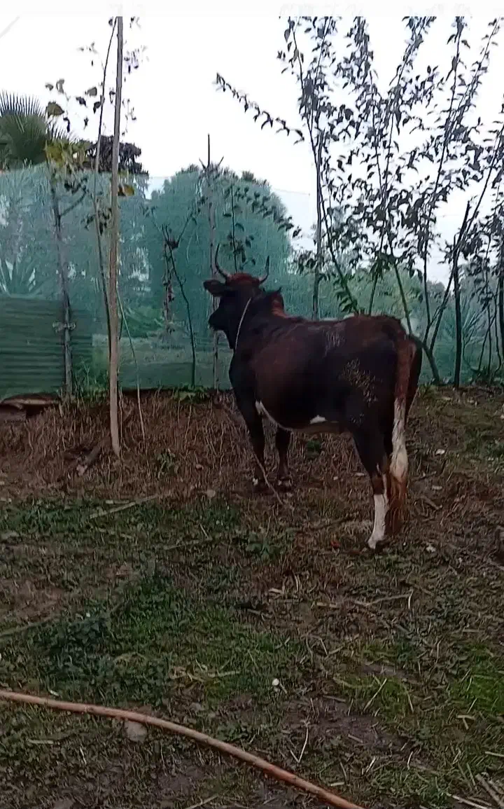 گاو محلی شکم دار|حیوانات مزرعه|رحیم‌آباد, |دیوار