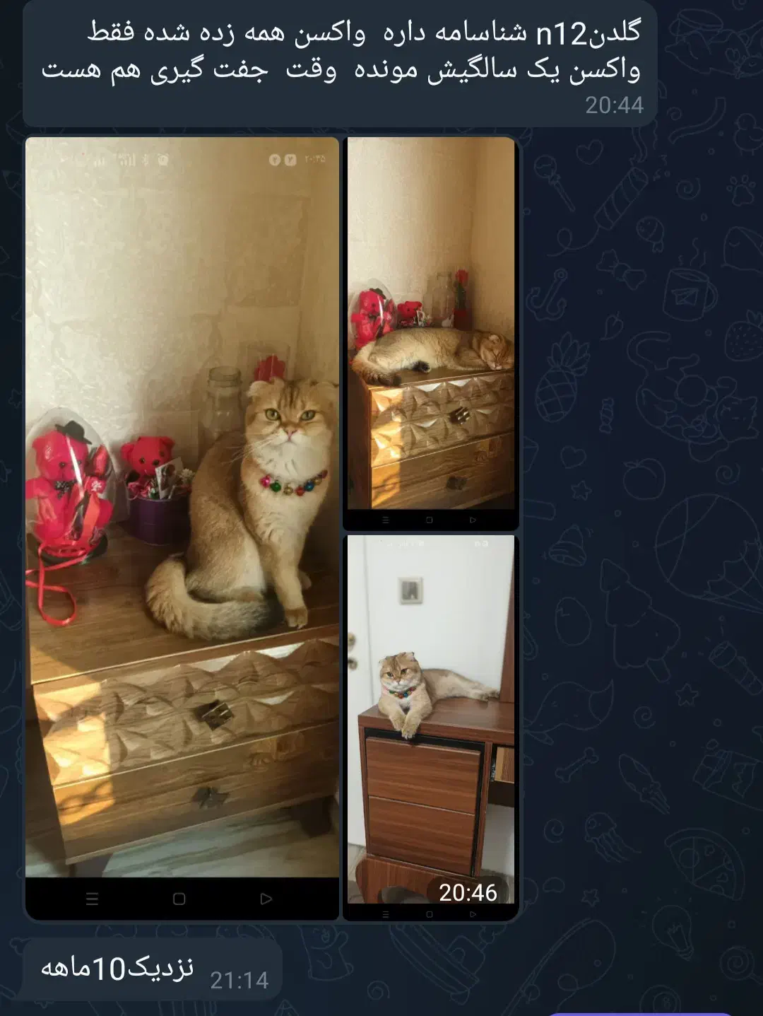 گربه خانگی|گربه|خمینی‌شهر, |دیوار