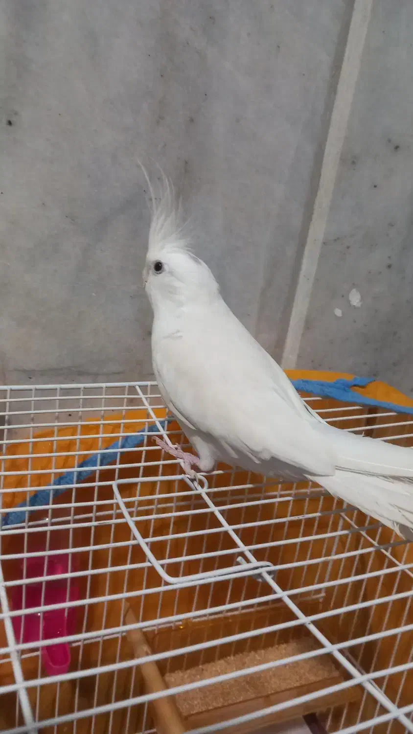 عروس هلندی آلبینو|پرنده|زابل, |دیوار