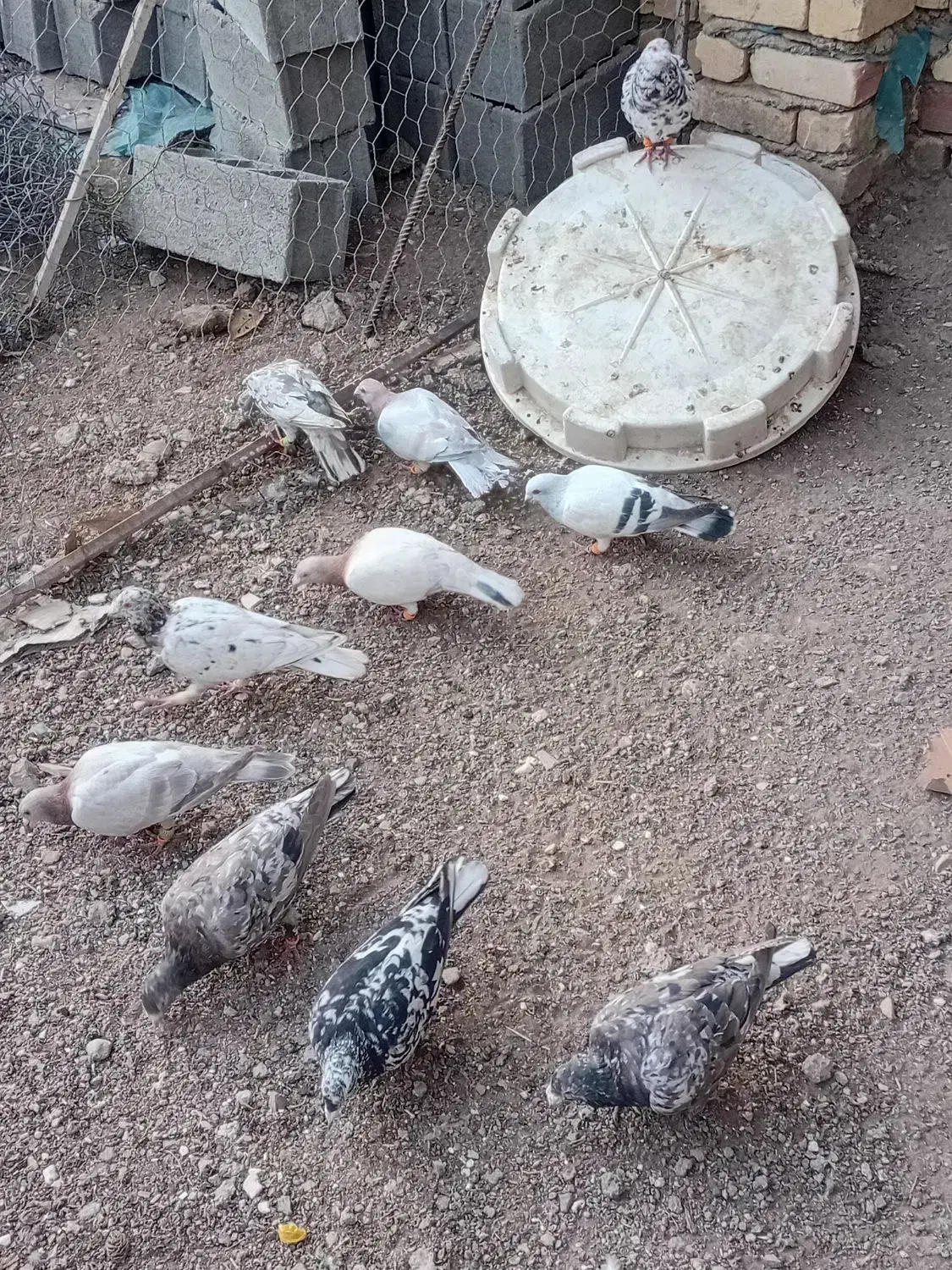 کبوتر|پرنده|محمدیه-قزوین, |دیوار