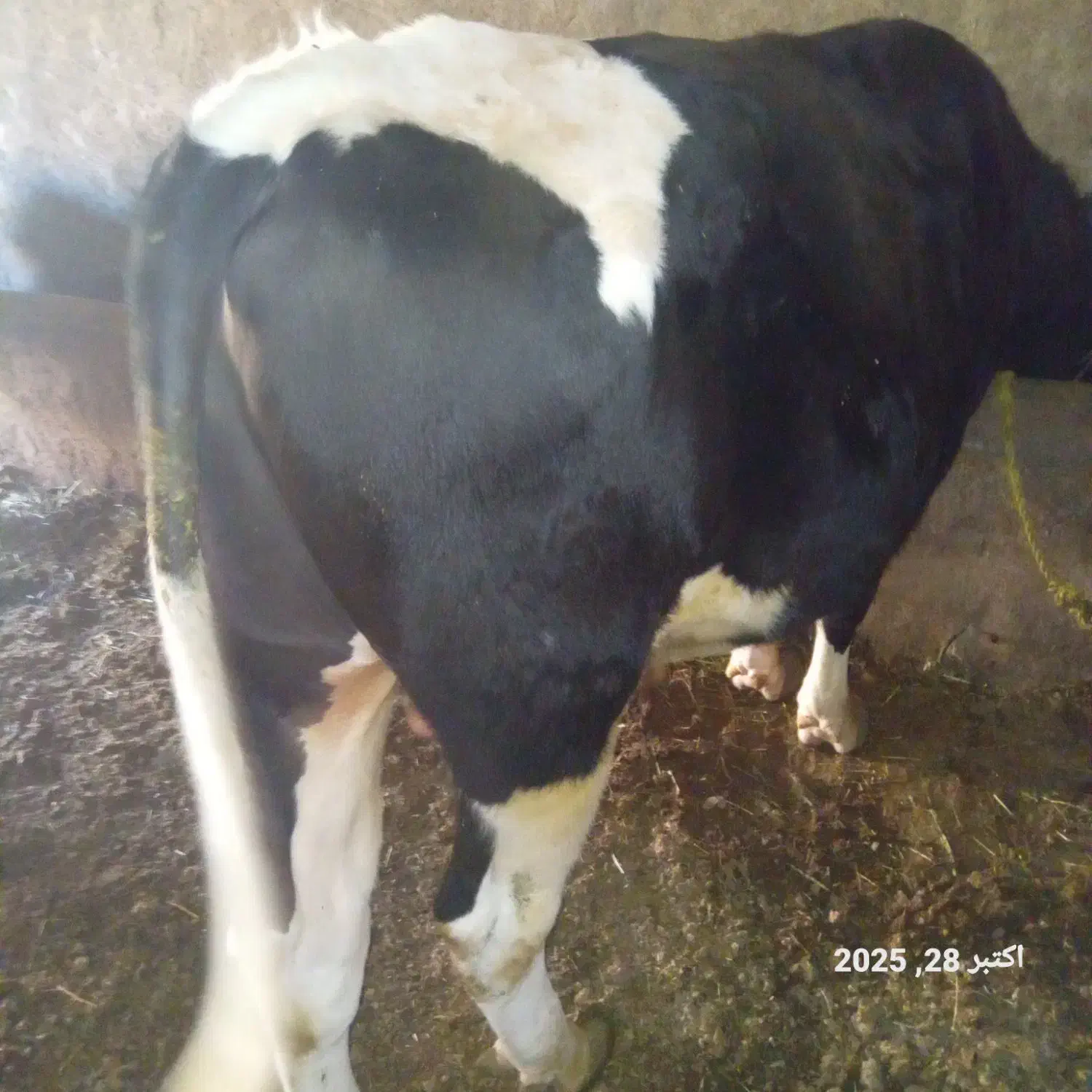 سلام یک عدد گوساله گوشتی به فروش میرسد|حیوانات مزرعه|ماهنشان, |دیوار