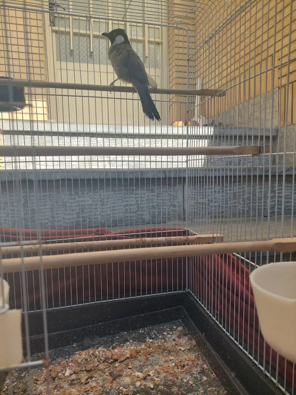 سهره|پرنده|مشهد, سید رضی|دیوار