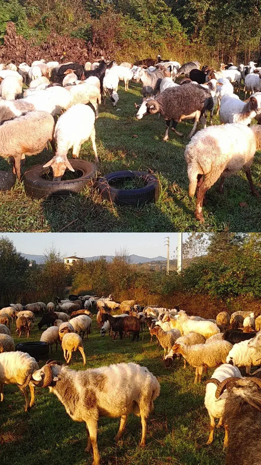 فروش گوسفند صحرایی نر چاق و ماده شکم دار|حیوانات مزرعه|کومله, |دیوار