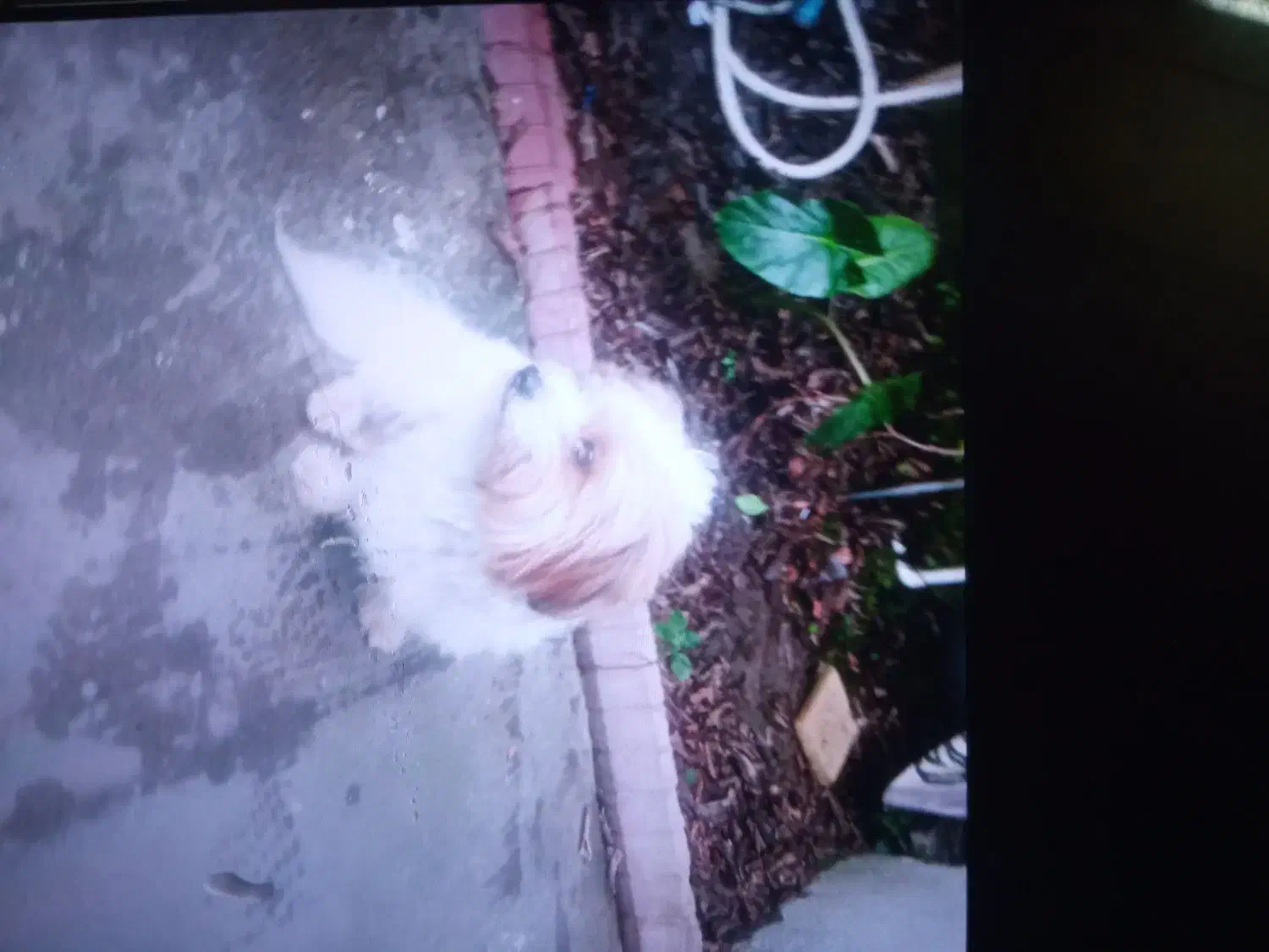 سگ گمشده|حیوانات|تنکابن, |دیوار