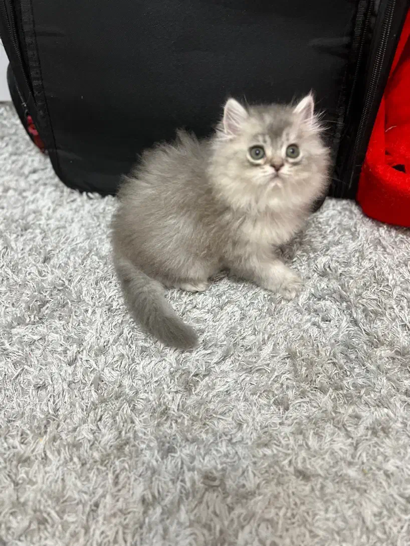 گربه بریتیش چینچیلا عروسکی|گربه|تهران, چیتگر جنوبی|دیوار