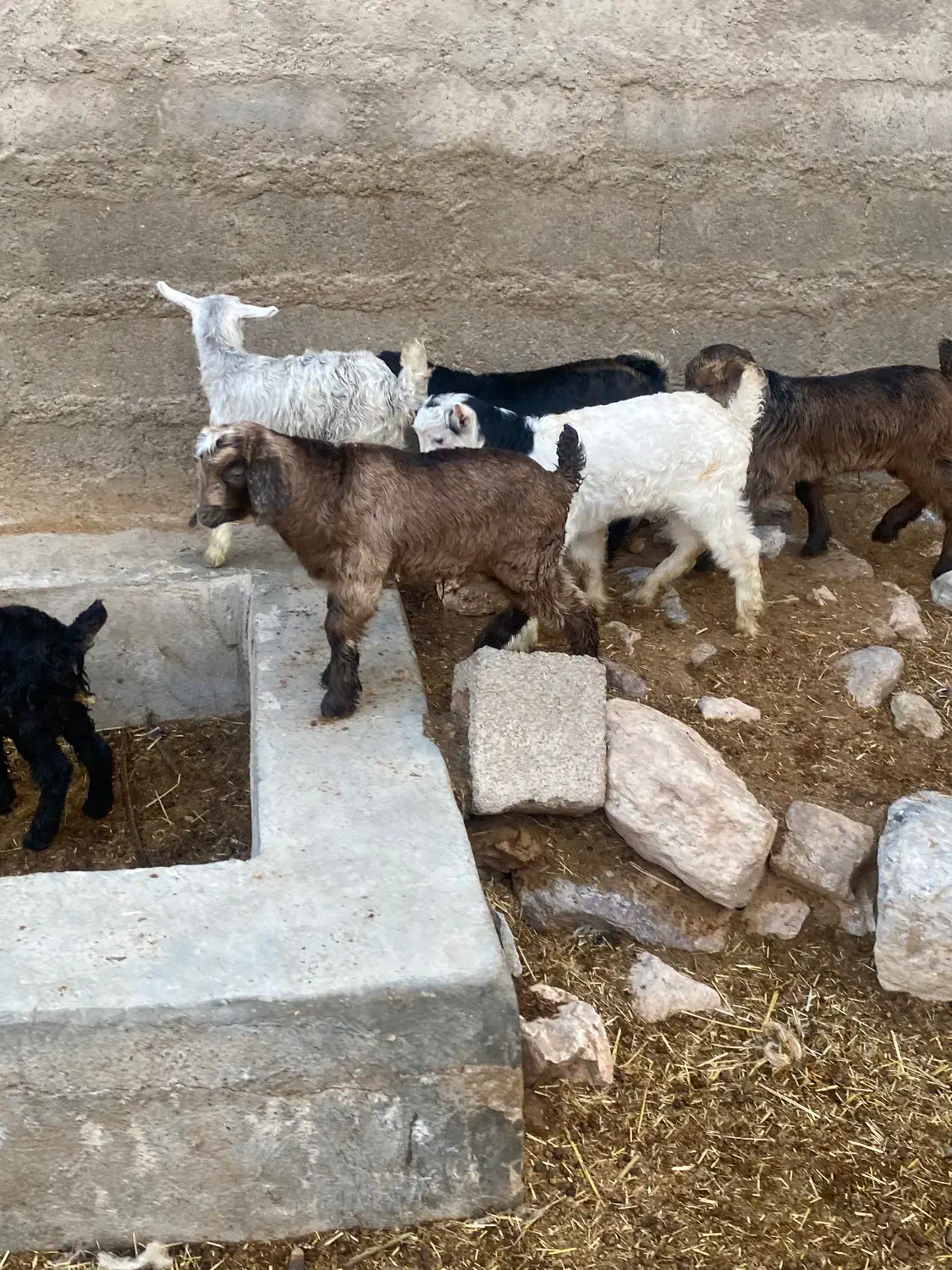 ۱۸عدد کهره نرماده کردی اصیل همه دوقلو و بره شیری|حیوانات مزرعه|کرمان, |دیوار