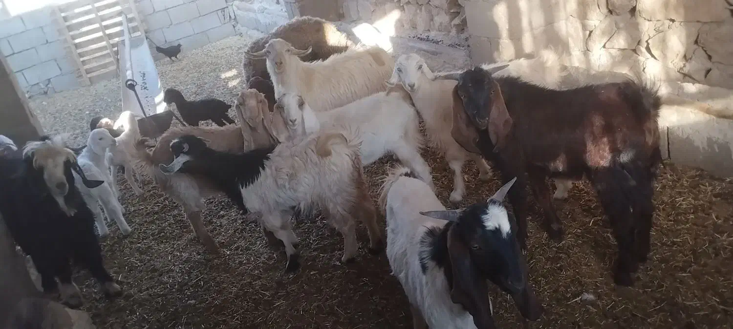 بزقاله سرحال|حیوانات مزرعه|کوهدشت, |دیوار