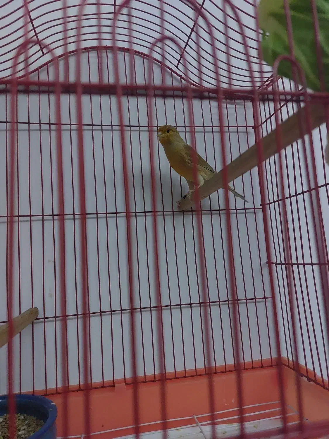 قناری نر دارچینی|پرنده|هشتگرد, شهرک بعثت|دیوار