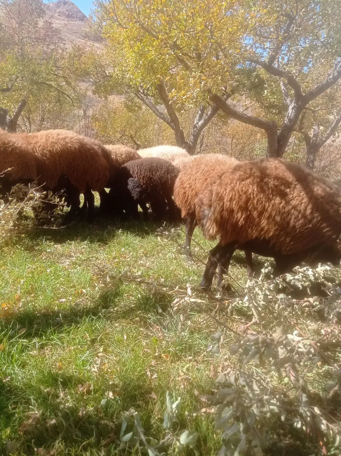 میش بره دار|حیوانات مزرعه|ماهنشان, |دیوار