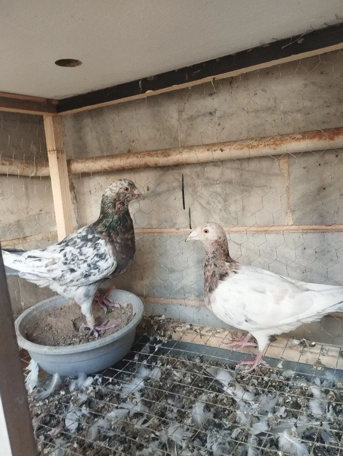 دو جفت هفت‌رنگ جوجه بده عالی|پرنده|تاکستان, |دیوار