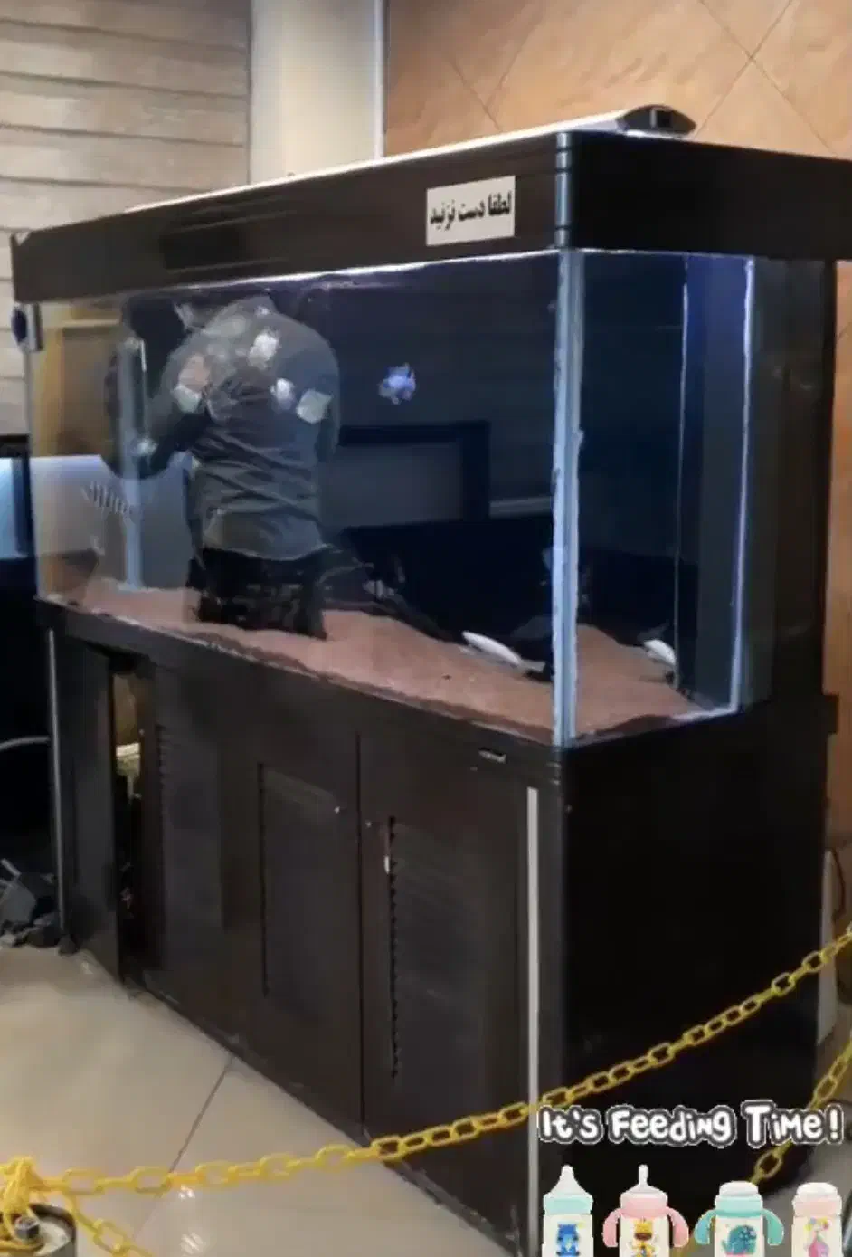 اکواریوم|ماهی|اردبیل, |دیوار