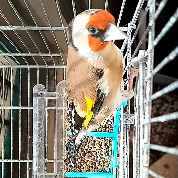 سهره دورگ کراواتی عتیقه مخصوص عشقباز|پرنده|شیراز, باغشهر قصر سبز|دیوار