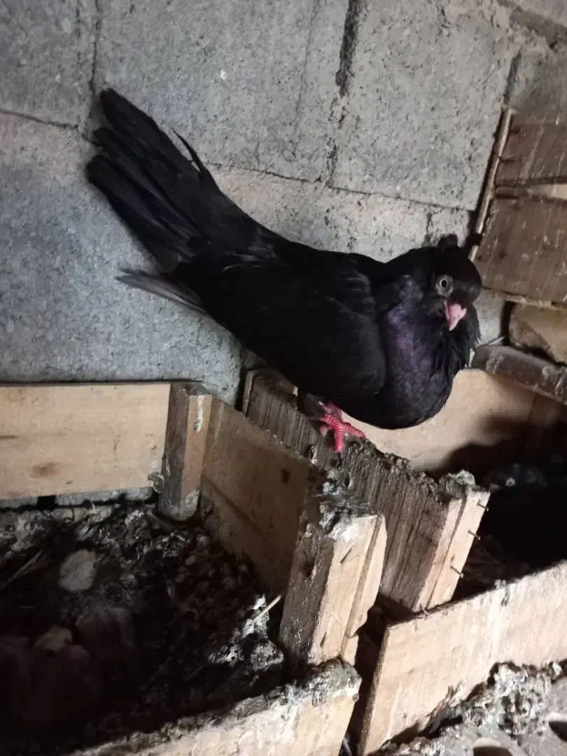 بی نظیر ماده و نره|پرنده|بازفت, |دیوار