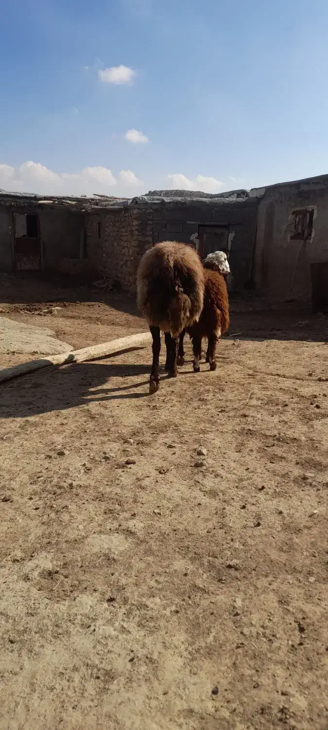 قوچافشاری|حیوانات مزرعه|هرسین, |دیوار