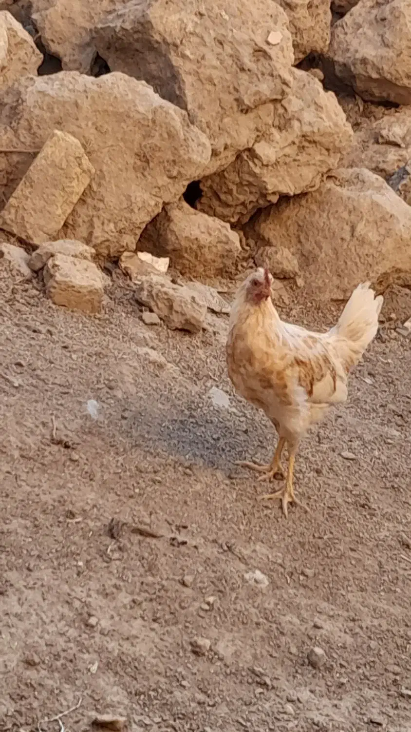 سه عدد خروس محلی۳۷۰|حیوانات مزرعه|لاران, |دیوار