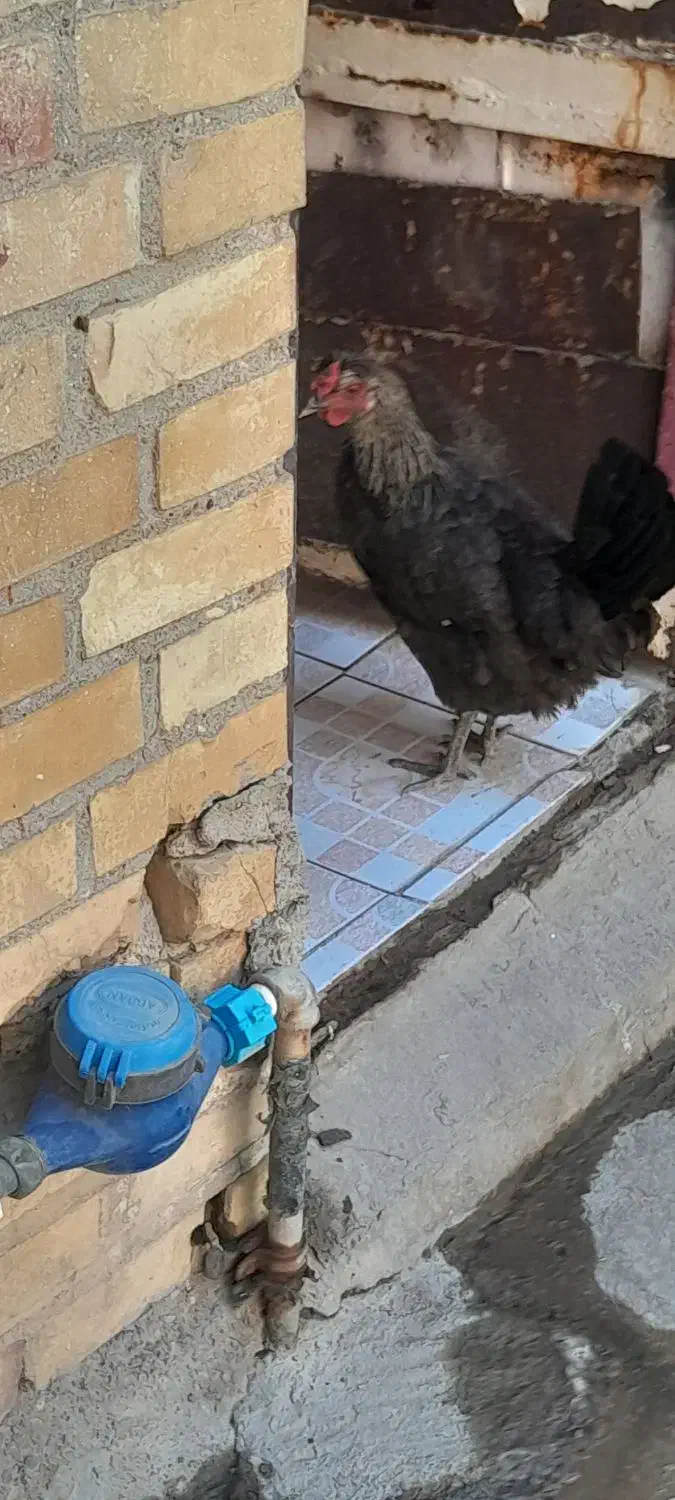 مرغ|حیوانات مزرعه|کارون, |دیوار