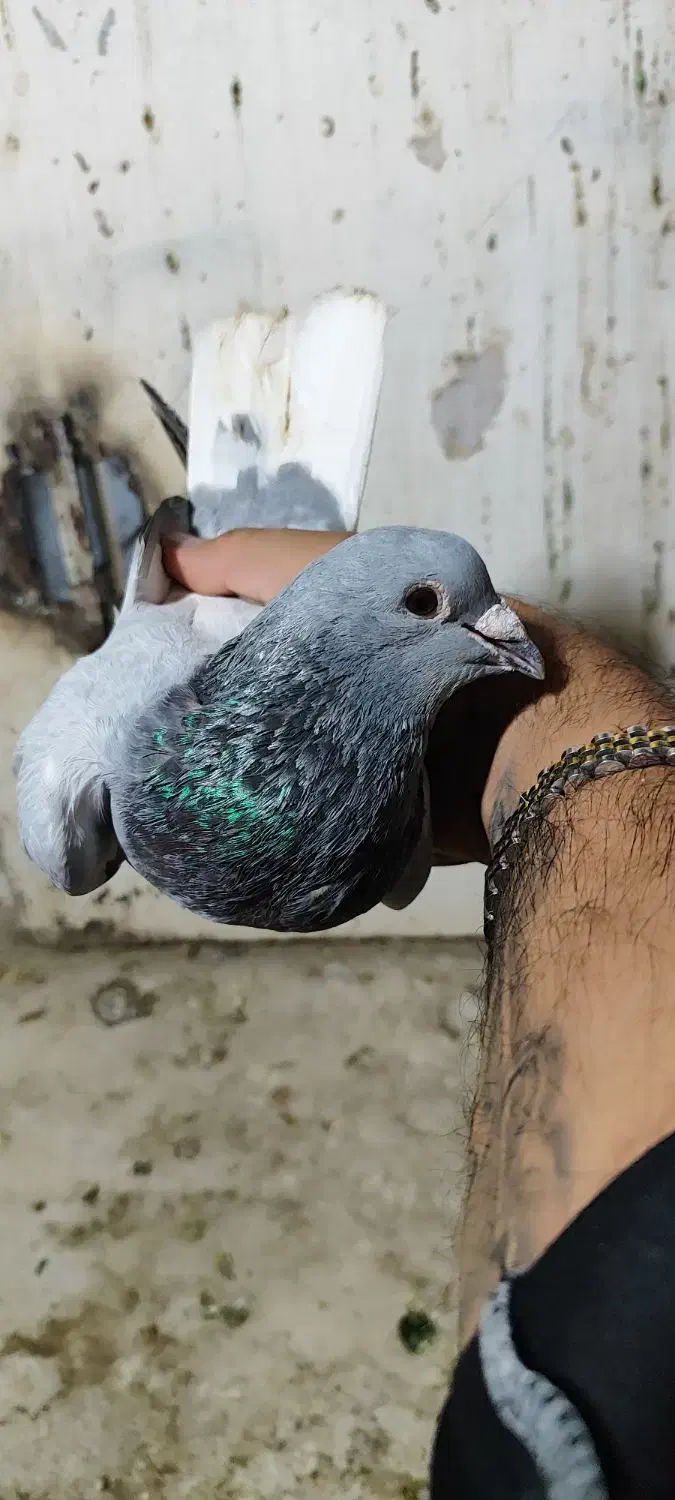 پرنده|پرنده|کیانشهر, |دیوار