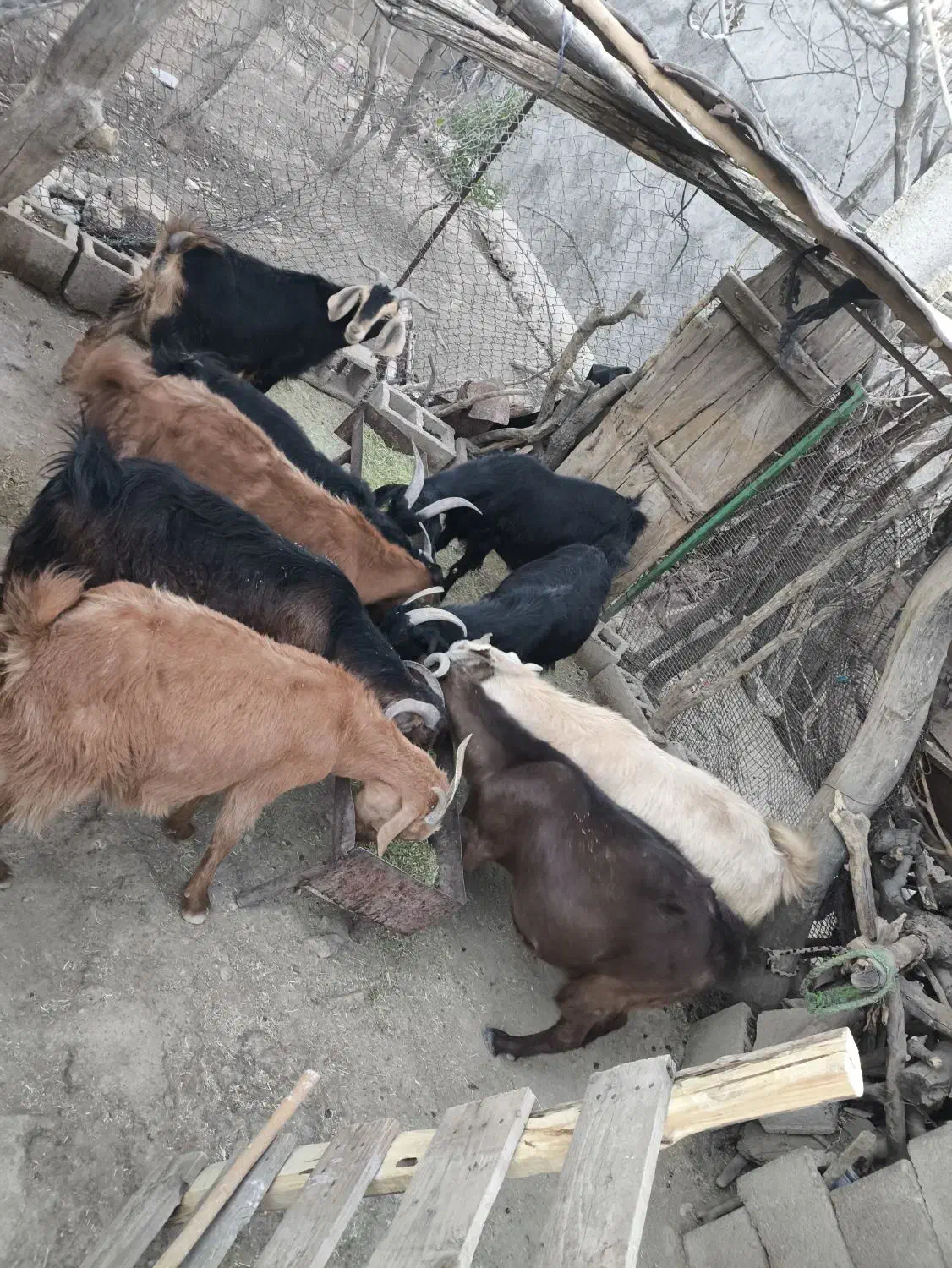 بز حیوانی|حیوانات مزرعه|چاروسا, |دیوار