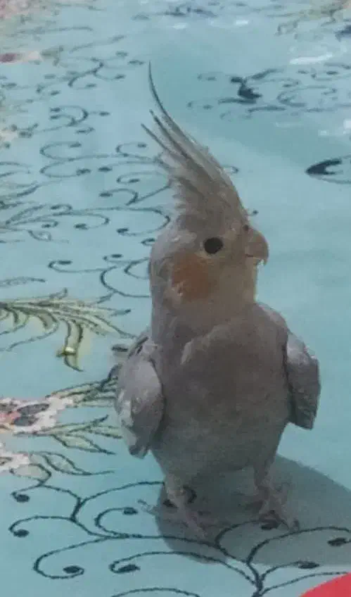 عروس هلندی ماده|پرنده|بهارستان, |دیوار