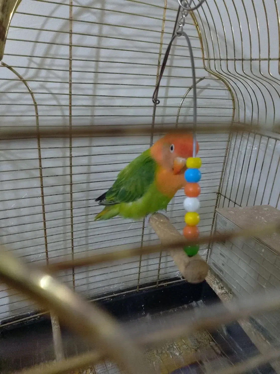 یک جفت طوطی برزیلی رنگ خاص باقفس و تمام وسایل|پرنده|ملارد, |دیوار