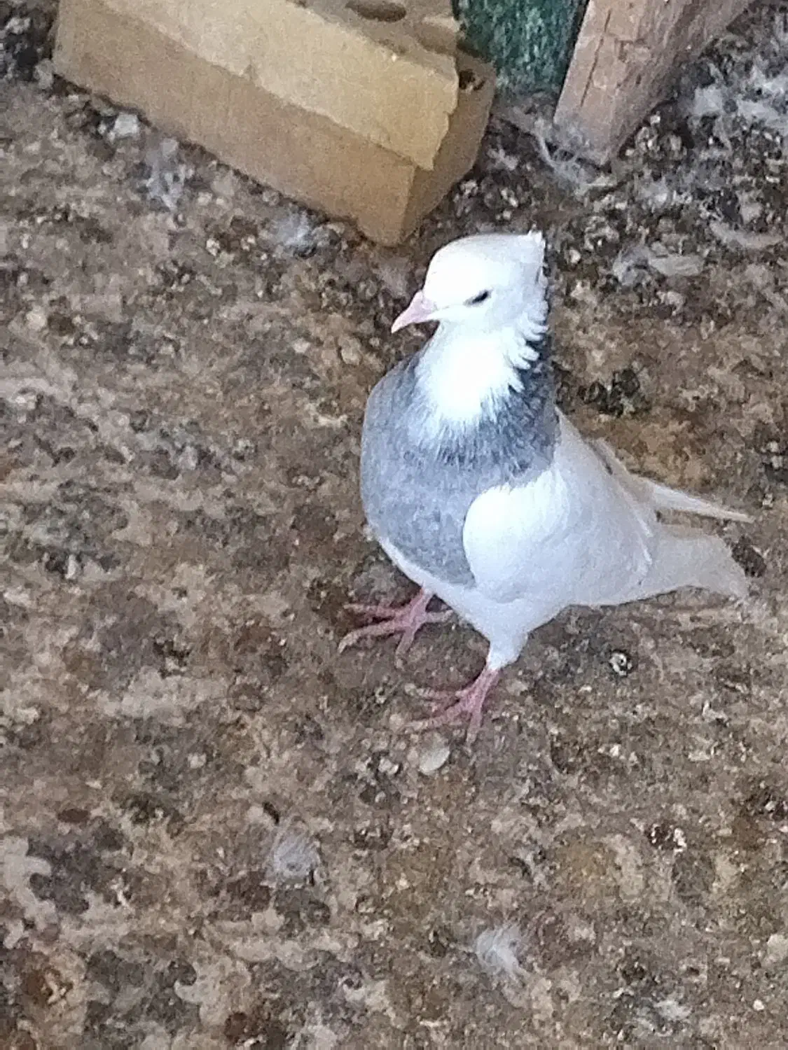 کفتر طوقی|پرنده|خرمشهر, |دیوار