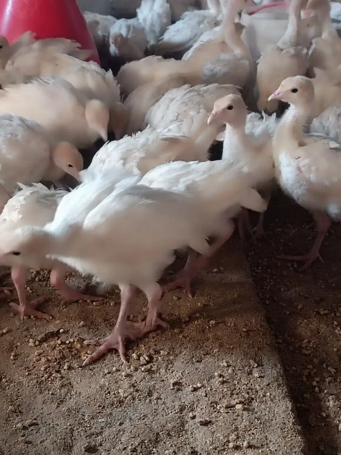 بوقلمون گوشتی بیوتی 6|حیوانات مزرعه|جوین, |دیوار