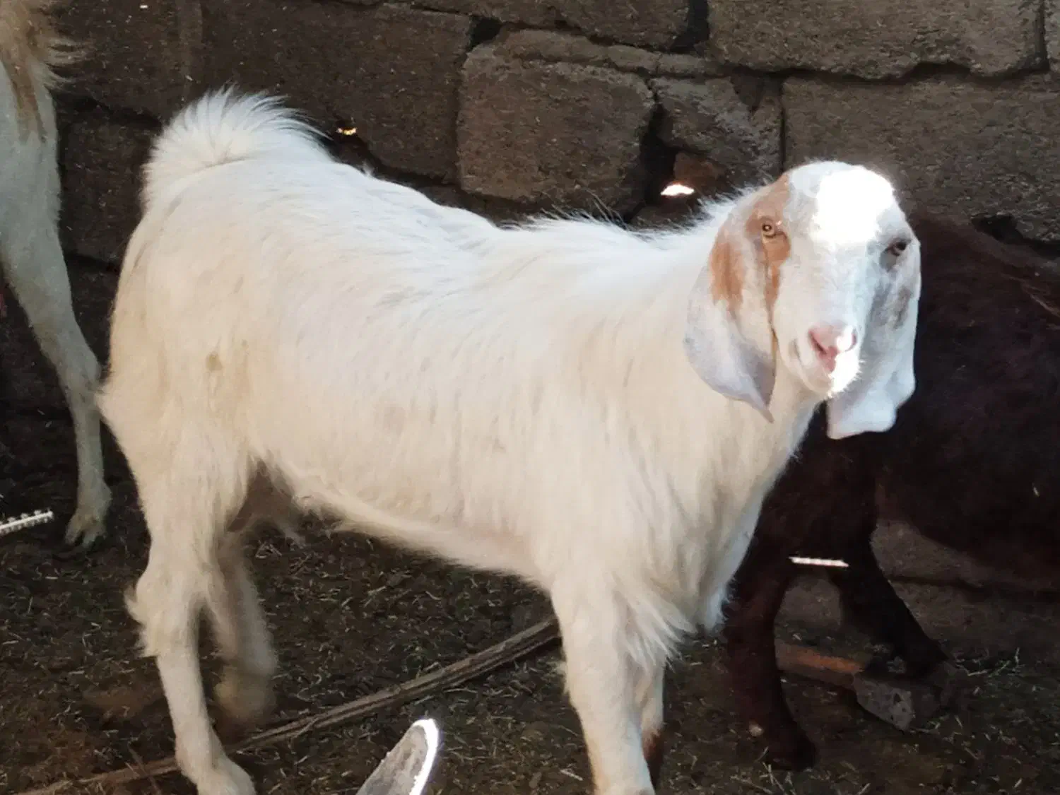 نری|حیوانات مزرعه|بم, |دیوار