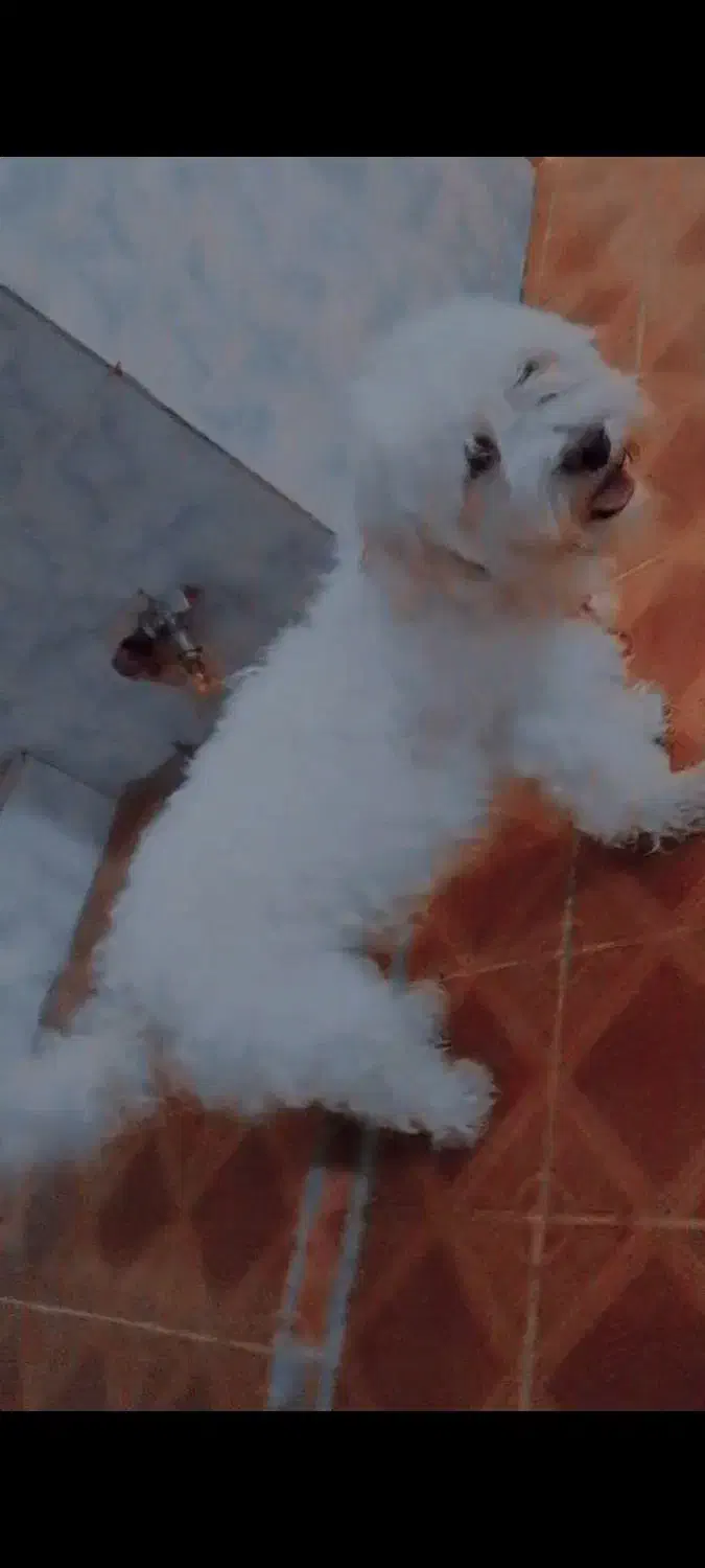 یک عدد سگ خونگی|سگ|شوشتر, |دیوار