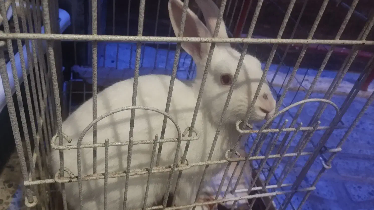 خرگوش|موش و خرگوش|بن, |دیوار