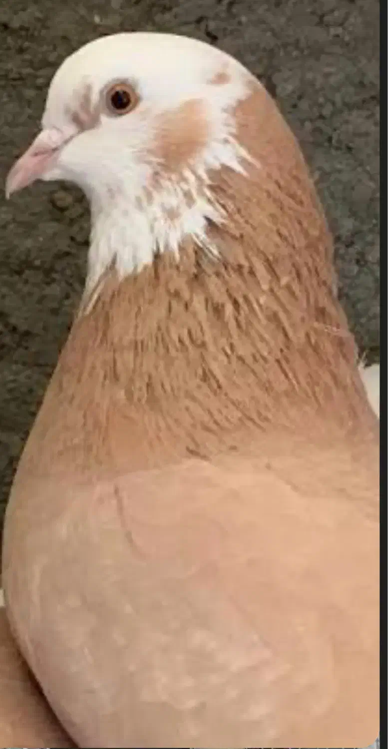 کبوتر|حیوانات|تهران, فدک|دیوار