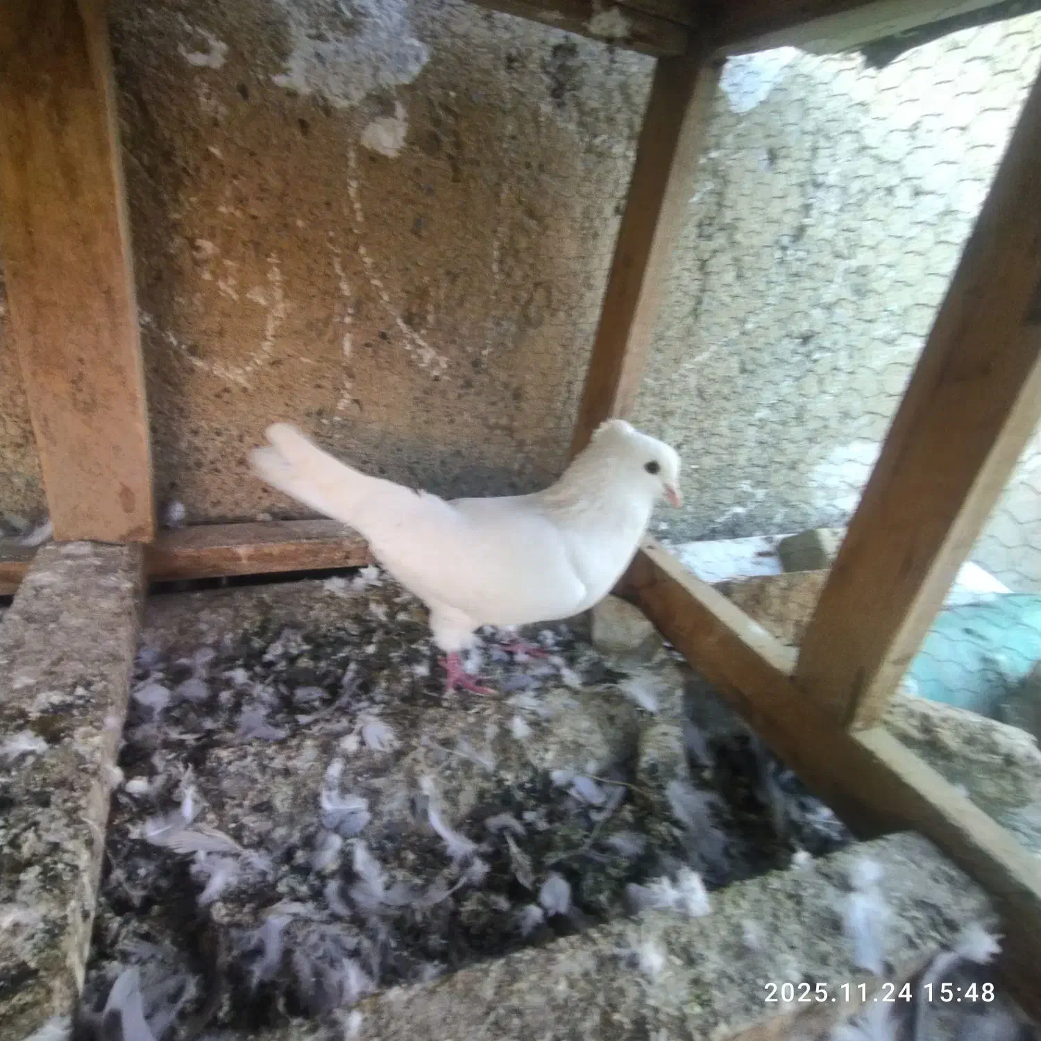 کبوتر وجفتگاه|پرنده|سرخنکلاته, |دیوار