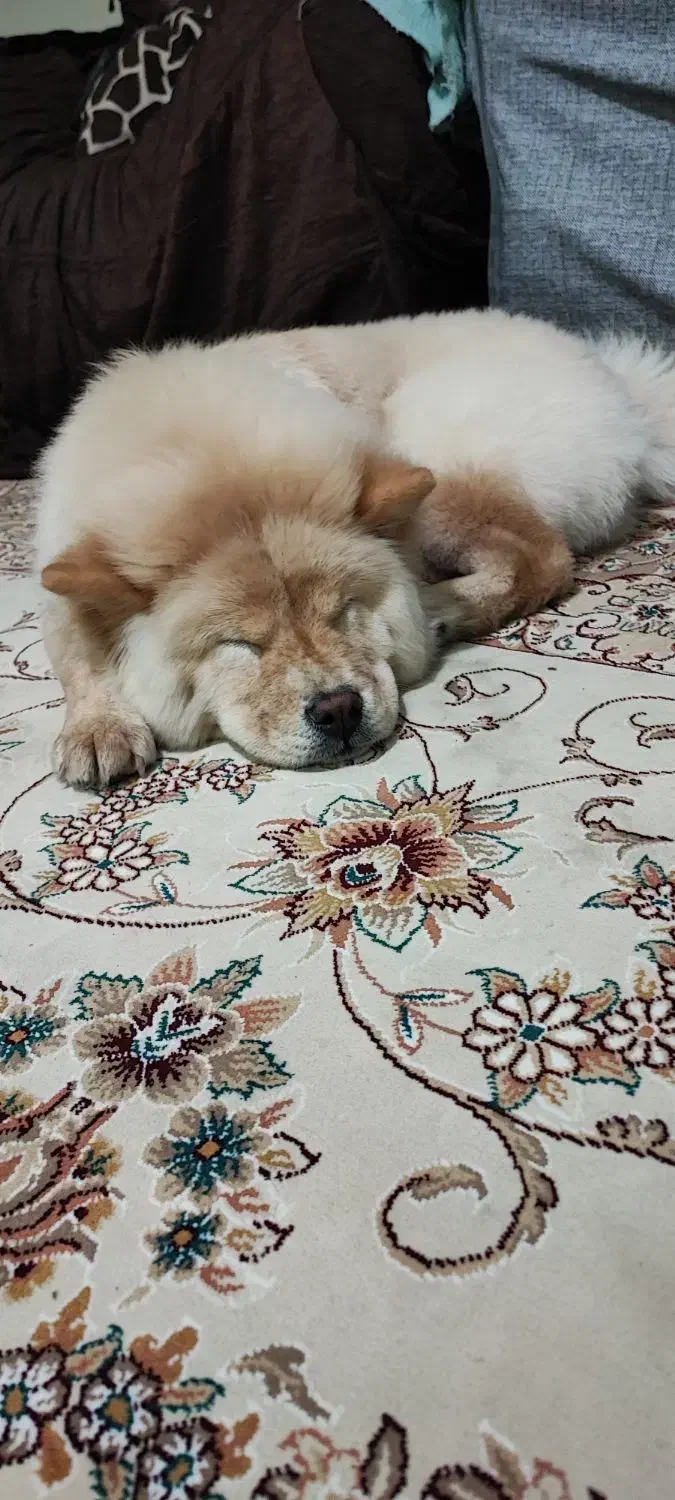 سگ نژاد چاو چاو ۷ ماهه ماده|سگ|اصفهان, بهارستان|دیوار