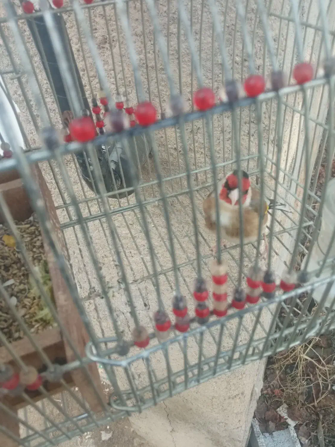 سهره مست|پرنده|مرودشت, نقش رستم|دیوار