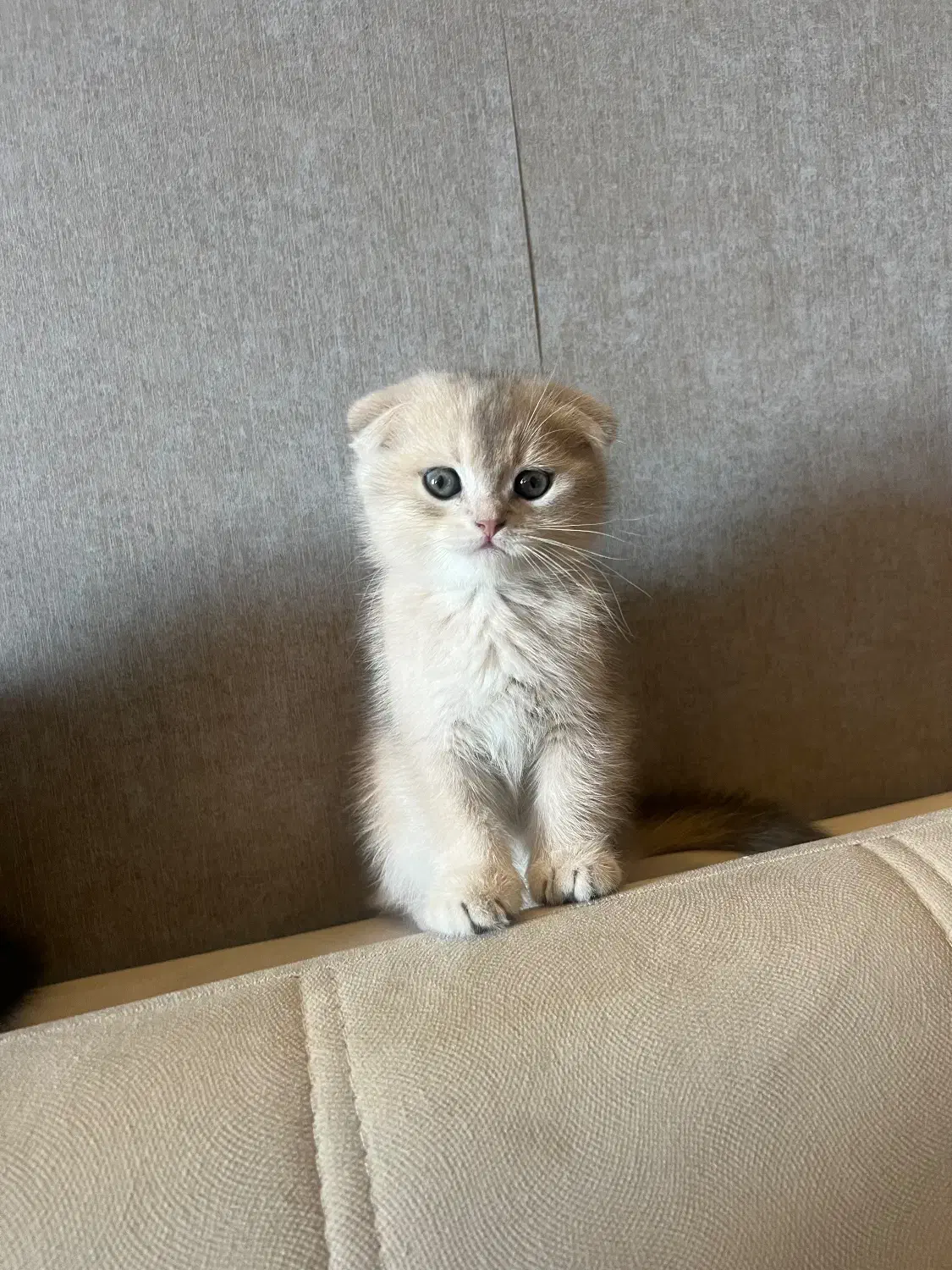 گربه های اسکاتیش نژاد|گربه|تهران, سازمان برنامه جنوبی|دیوار