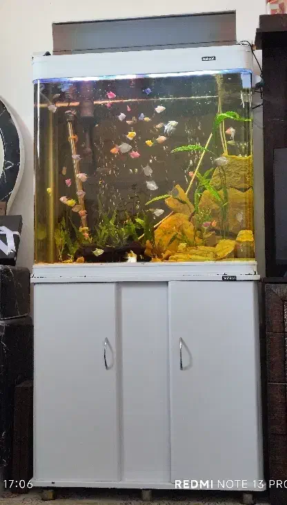 آکواریوم ماهیران|ماهی|شیراز, وزیرآباد|دیوار