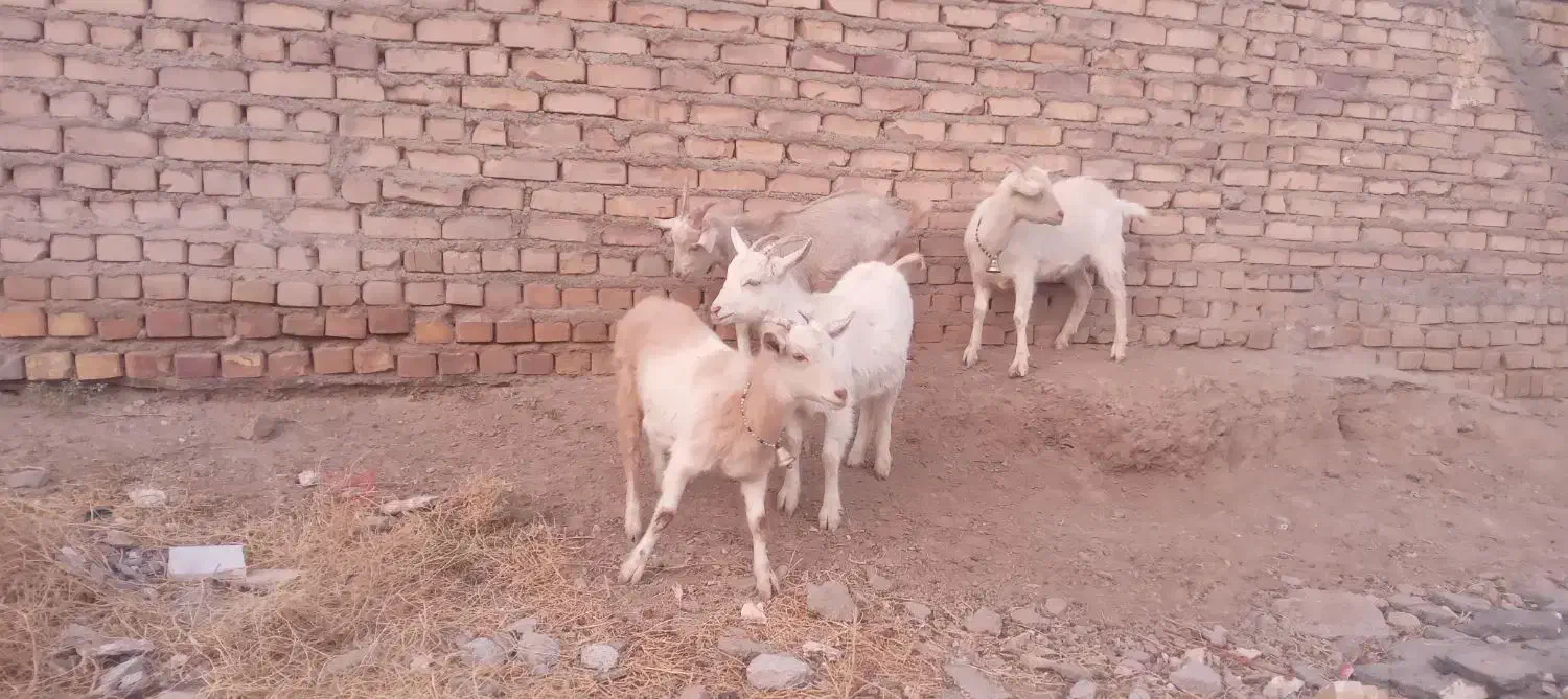 چهار راس بزغاله سانن اصیل ازمادران پرشیر|حیوانات مزرعه|تایباد, |دیوار