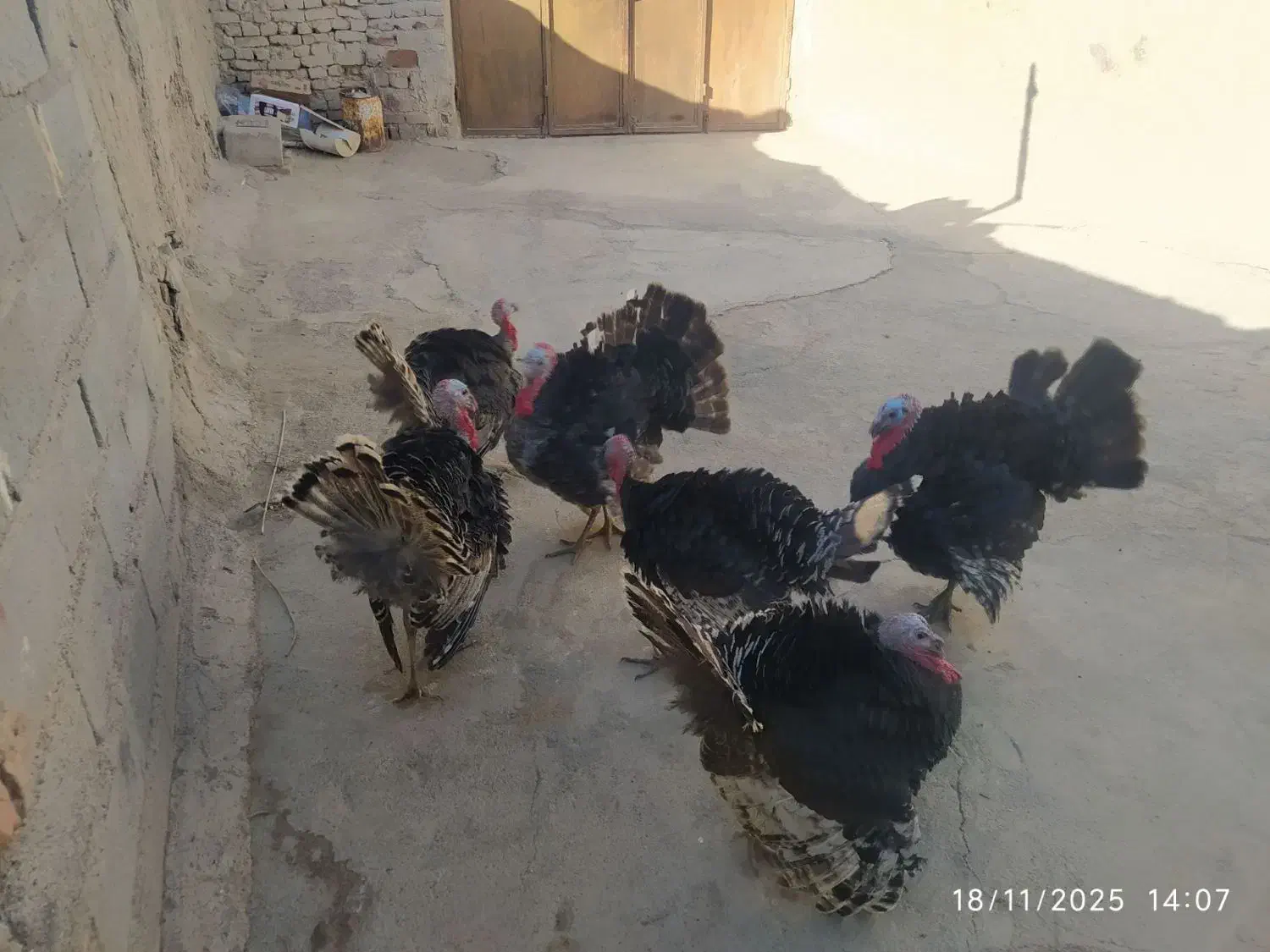 بوقلمون|حیوانات مزرعه|زهک, |دیوار