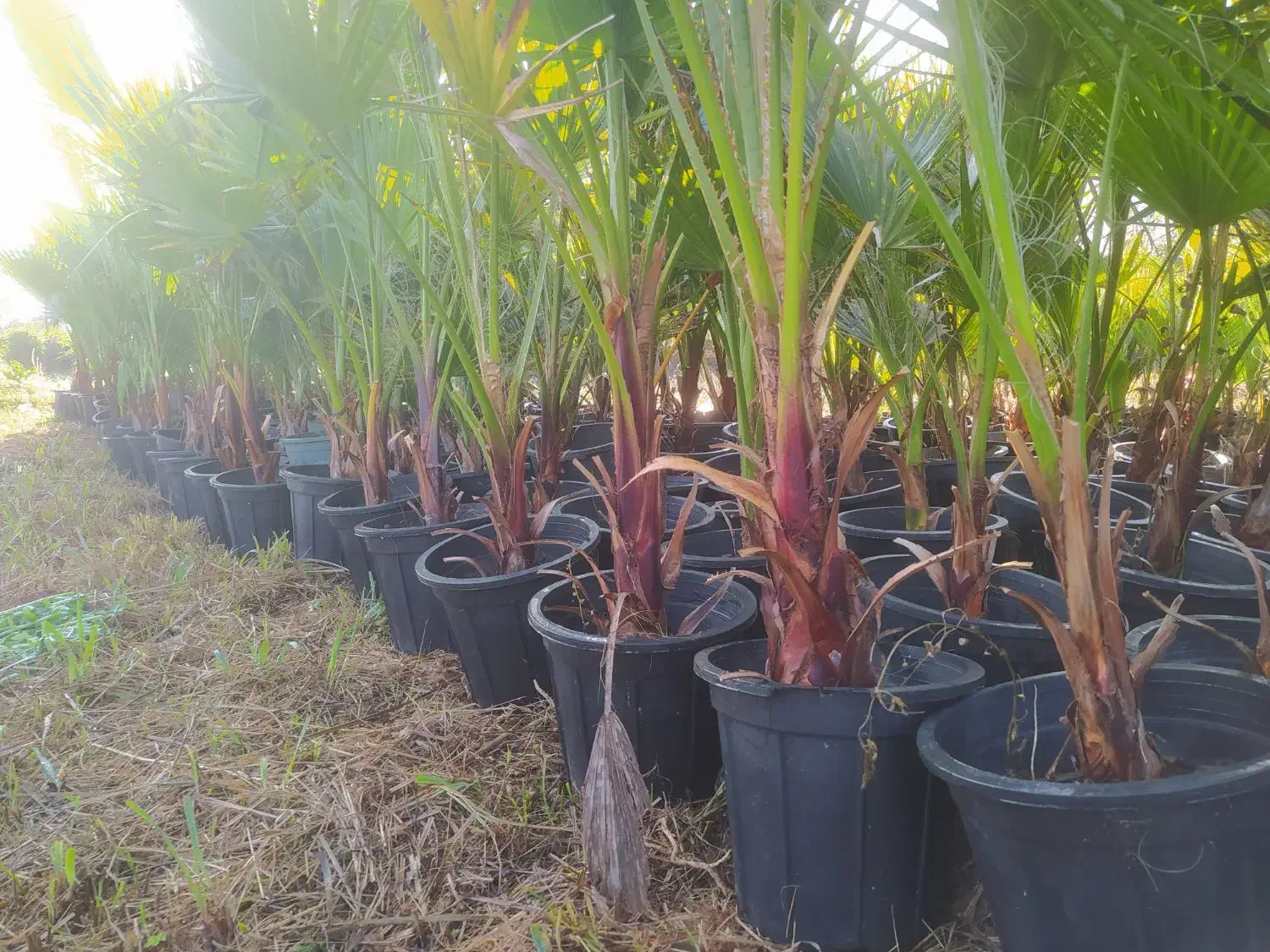 فروش تاکسوس، اناری،پالم واشنگتن و یاس توپی وصال ۴۲|گل و گیاه طبیعی|چابکسر, |دیوار