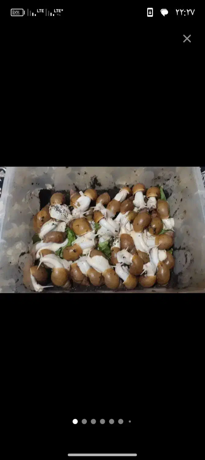 حلزون|خزنده|گناباد, |دیوار