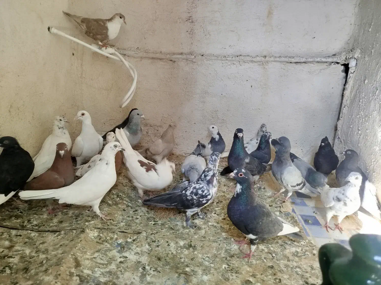 کفتر .کبوتر 24عدد|پرنده|ریگان, |دیوار