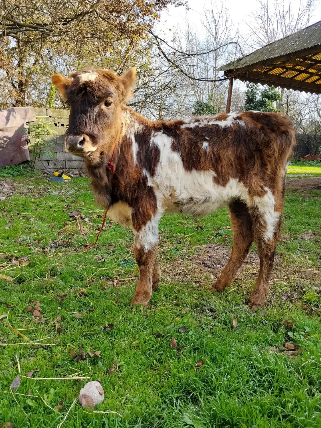 1 راس لیشه اس بدون حرف و حدیث|حیوانات مزرعه|سنگر, |دیوار