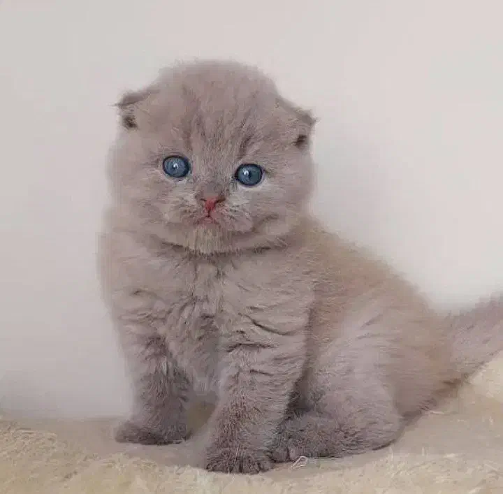 گربه اسکاتیش و بریتیش|گربه|مشهد, امیریه|دیوار