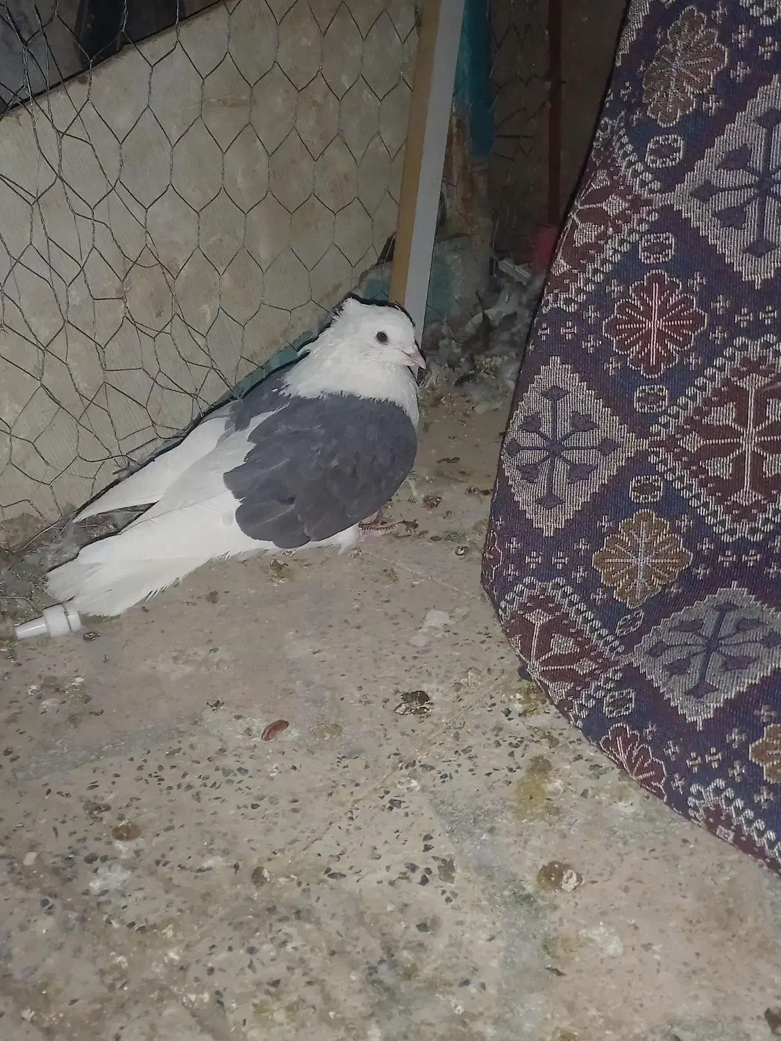 پشت دار|پرنده|بم, |دیوار