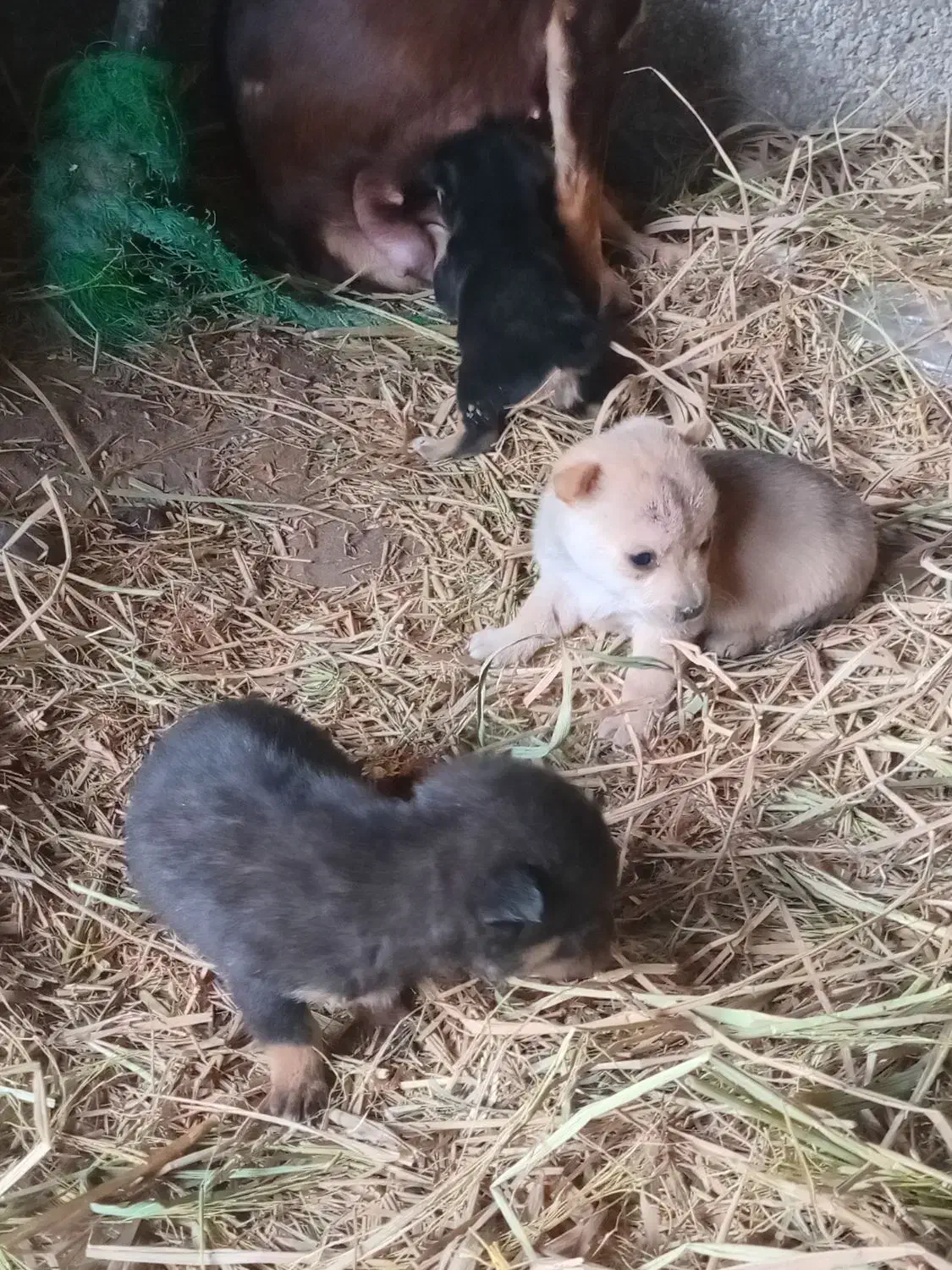 واگذاری سگ پاکوتاه|سگ|آزادشهر, |دیوار