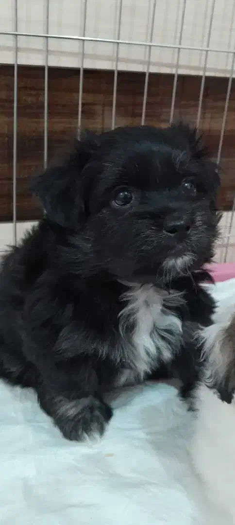 شیتزو|سگ|شهرکرد, |دیوار